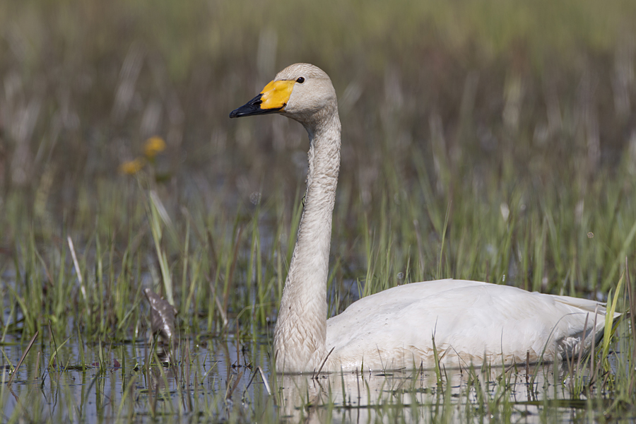 023 Łabędź Krzykliwy